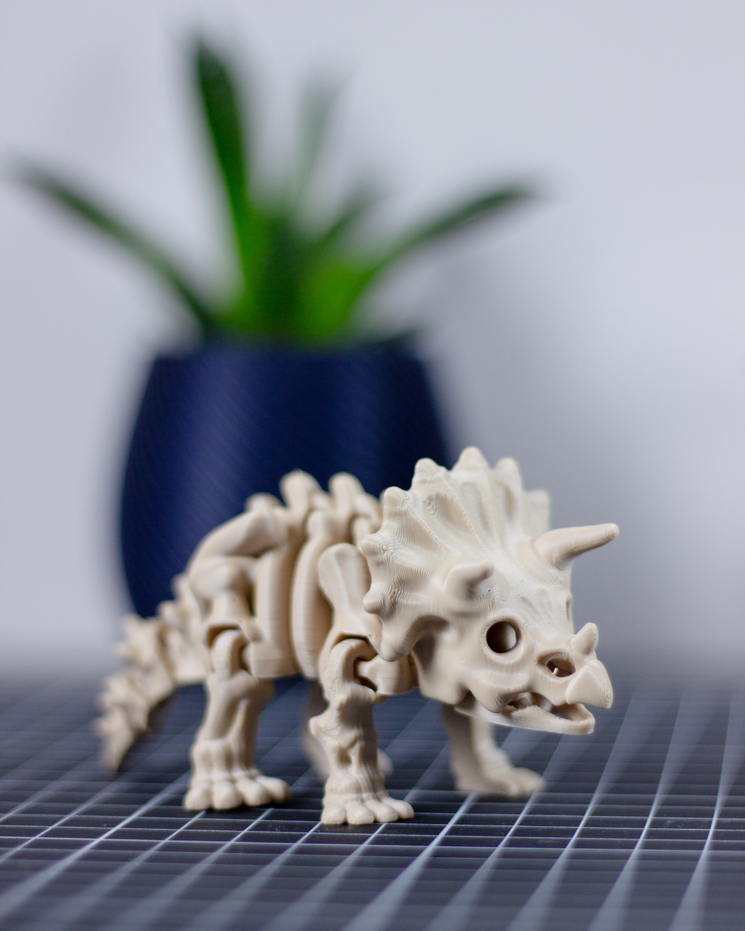 Skeleton Triceratops - Imagem 1